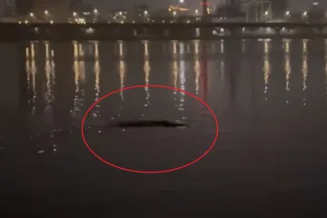 Ribiči ugledali misteriozno stvorenje u vodi, zabrinutim građanima se obratili stručnjaci