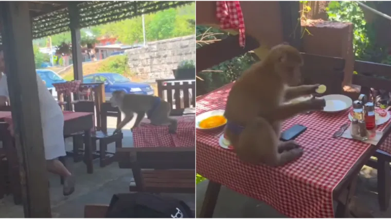 Snimili pohlepnog majmuna na Jadranu: U restoranu napravio totalni kaos - i djetetu oteo keksić!