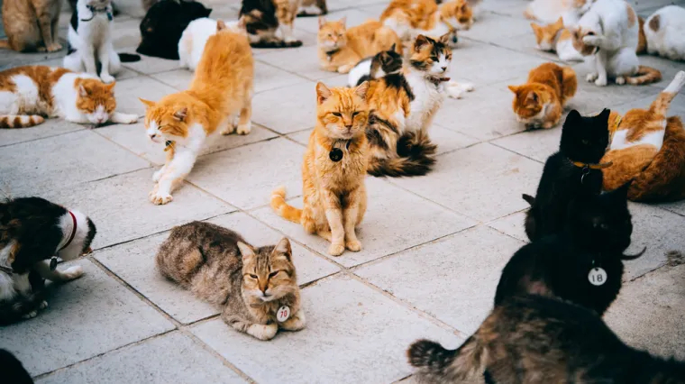 [KVIZ] Jesi li pravi znalac o mačkama?