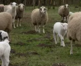 Bolest plavog jezika širi se Hrvatskom: Stočari u mukama