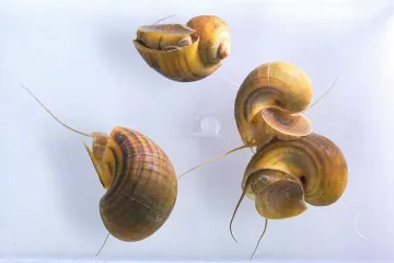 Revolucija u medicini: Sposobnost ovog puža donosi novu nadu za liječenje ozbiljnih bolesti