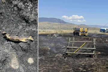 Riba pala s neba pa izazvala požar: Ovo je najluđa priča koju ćete danas pročitati