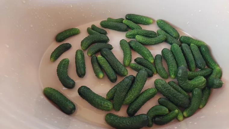 Donosimo recept za kiseljenje krastavaca: Iznenadit će vas zdravstvene prednosti