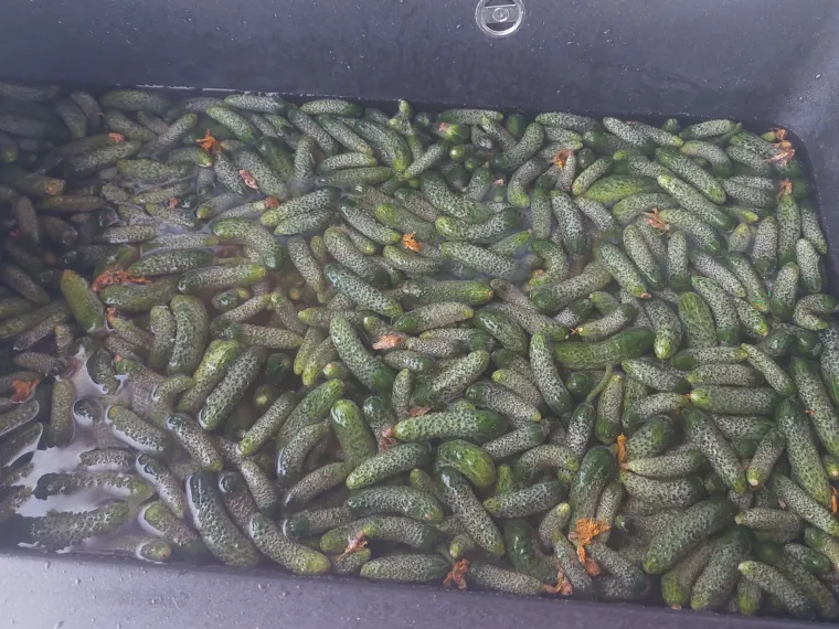 Donosimo recept za kiseljenje krastavaca: Iznenadit će vas zdravstvene prednosti