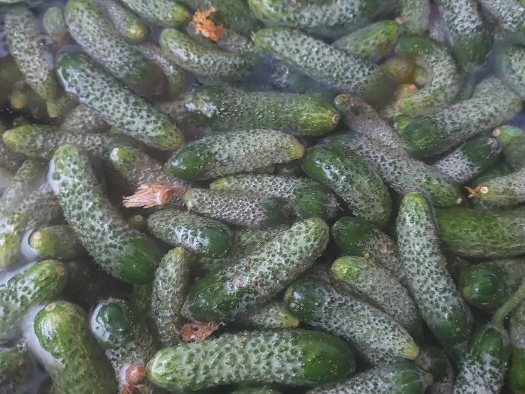 Donosimo recept za kiseljenje krastavaca: Iznenadit će vas zdravstvene prednosti