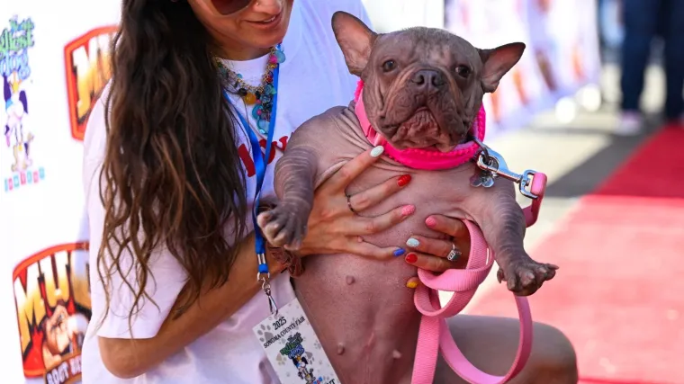Izabran najružniji pas na svijetu: Pobjedu je odnio ćelavi mješanac francuskog buldoga