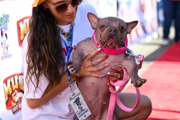 Izabran najružniji pas na svijetu: Pobjedu je odnio ćelavi mješanac francuskog buldoga