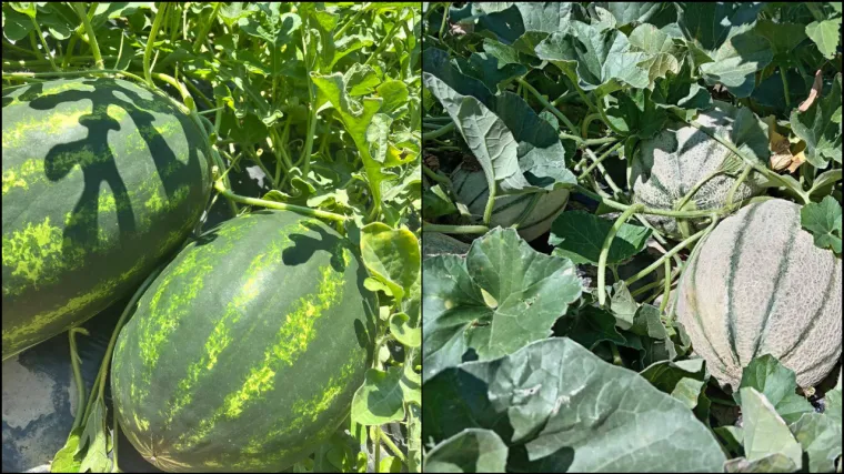 Ovaj OPG besplatno dijeli 100 tona lubenica i dinja, razlog je žalostan: 'Došli smo do toga...'