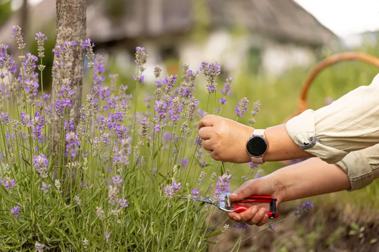 Izbjegnite propadanje lavande: Pomoću ovog jednostavnog pravila nastat će savršeni cvjetovi