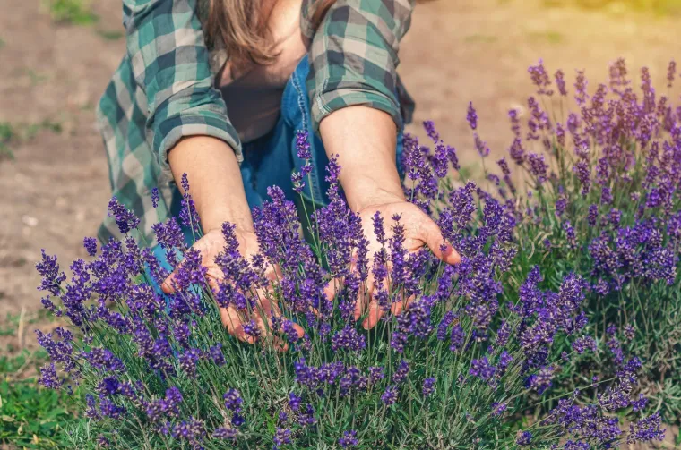 Izbjegnite propadanje lavande: Pomoću ovog jednostavnog pravila nastat će savršeni cvjetovi