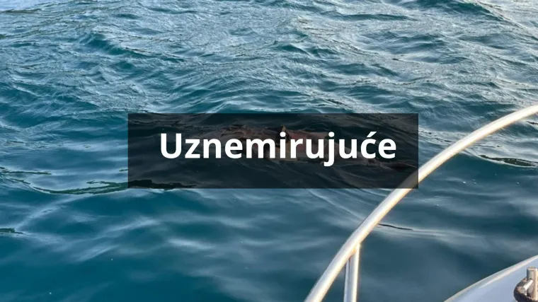 Tužan prizor snimili u moru kraj Pelješca: 'Moguće da je kriv čovjek'