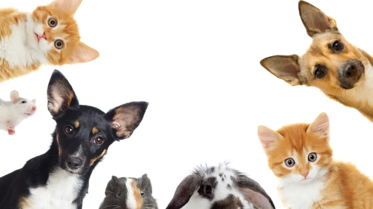 [KVIZ] Možeš li imati sve točno na ovim pitanjima o životinjama?