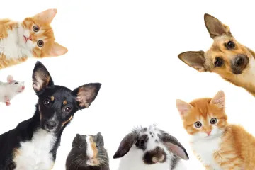 [KVIZ] Možeš li imati sve točno na ovim pitanjima o životinjama?
