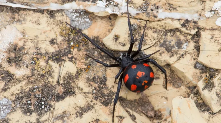 Ovo je najotrovnija vrsta pauka u Hrvatskoj, a ugriz nije bezazlen. Doznajte kako prepoznati opasnost