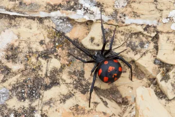 Ovo je najotrovnija vrsta pauka u Hrvatskoj, a ugriz nije bezazlen. Doznajte kako prepoznati opasnost