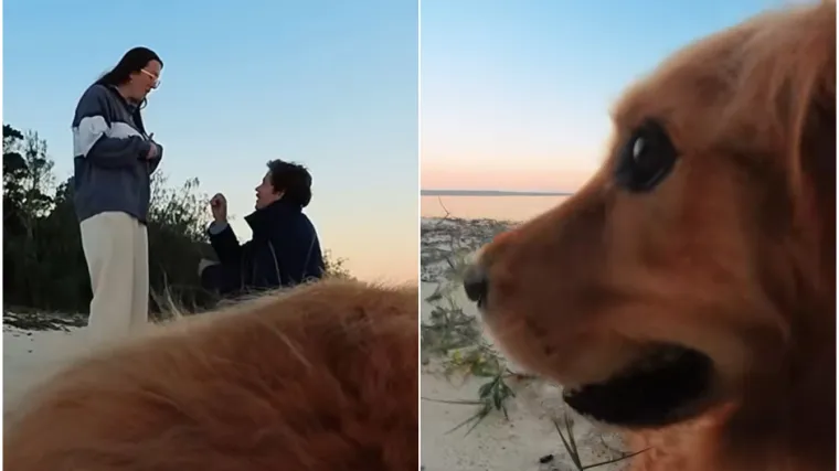 Angažirao je psa da snimi zaruke, a rezultat je kao iz filma: Internet je dirnut do suza