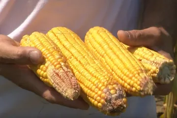 Kreza kukuruzi su zadnje što želimo vidjeti: Ovo je tuga na hrvatskim poljima