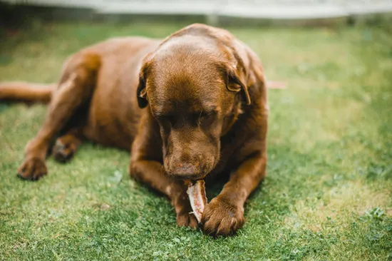 Znate li koliko vaš pas treba jesti? Veterinari upozoravaju da jedna navika vlasnika nije zdrava