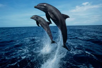 Istraživanje otkrilo tko najviše uživa u društvu dupina: 'Inteligentnim bićima potrebne su takve faze'