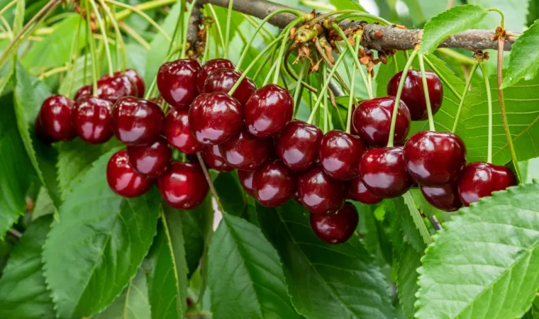 Od višanja napravite savršeni gusti liker: Donosimo recept kojeg ćete obožavati