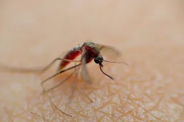 Novi virus stvorio paniku kakva nije bila ni u vrijeme Covida: Dezinficiraju se i ulice