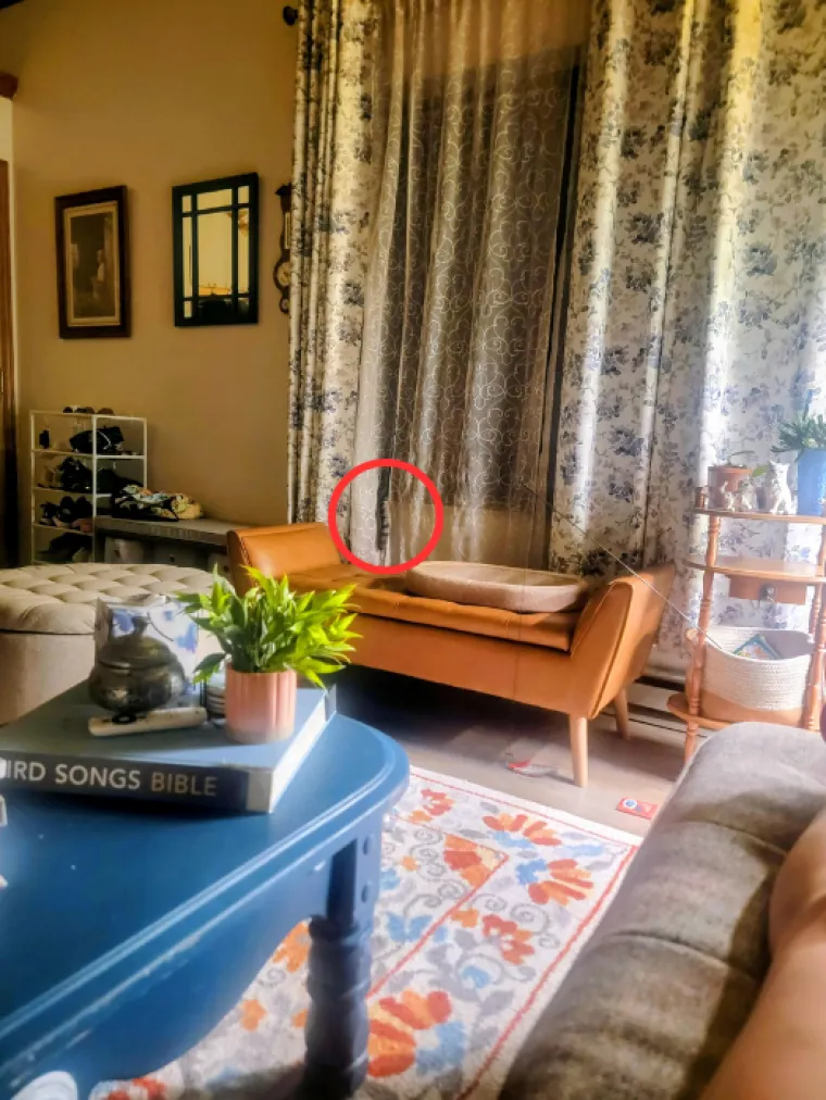 Ovaj zadatak zbunio je mnoge: Zbog jednog detalja nisu uspjeli pronaći mačku