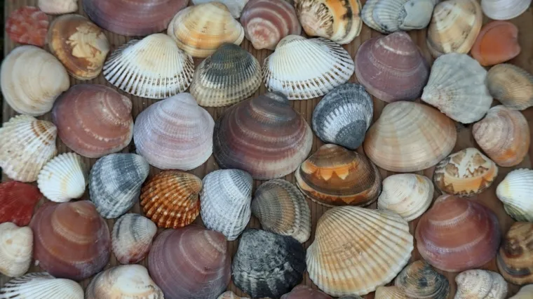 [KVIZ] Koliko znaš o školjkama Jadrana?