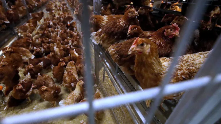 Izgorjelo 18.500 kokoši nesilica kod Biograda na Moru: Buktinja zahvatila cijeli hangar