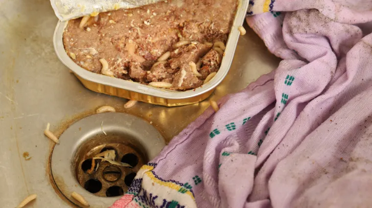 Crvi su vam okupirali dom? Stručnjaci objasnili kako ih se učinkovito možete riješiti