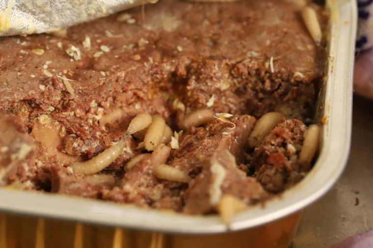 Crvi su vam okupirali dom? Stručnjaci objasnili kako ih se učinkovito možete riješiti