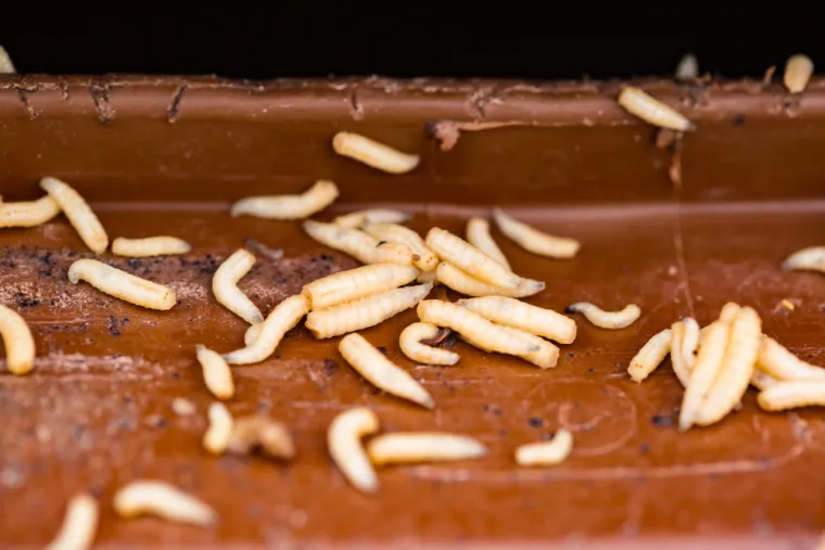 Crvi su vam okupirali dom? Stručnjaci objasnili kako ih se učinkovito možete riješiti