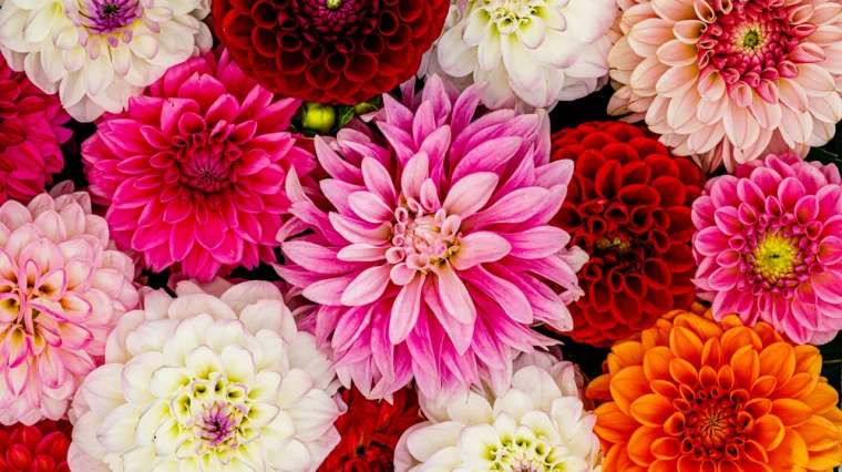 [KVIZ] Jesi li pravi botaničar koji raspoznaje svaki cvijet?