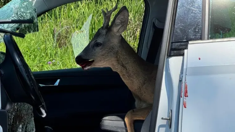 Prizor iz noćne more na hrvatskoj cesti: Srndać uletio kroz šajbu i 'sjeo' kraj vozača