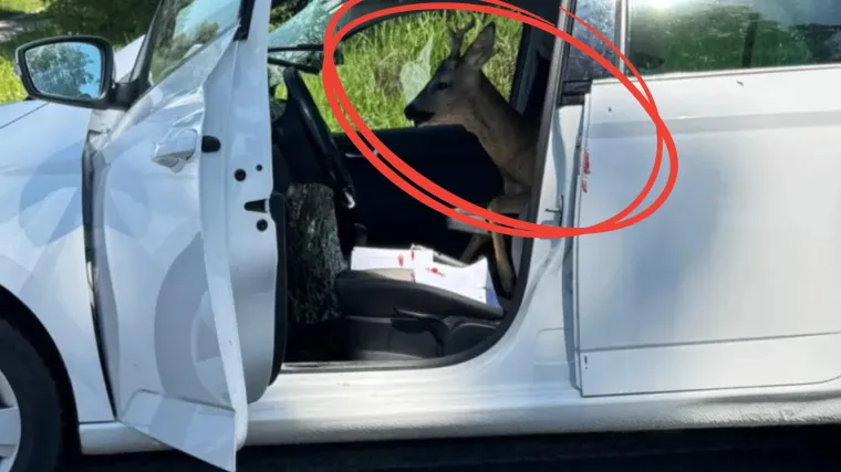 Prizor iz noćne more na hrvatskoj cesti: Srndać uletio kroz šajbu i 'sjeo' kraj vozača