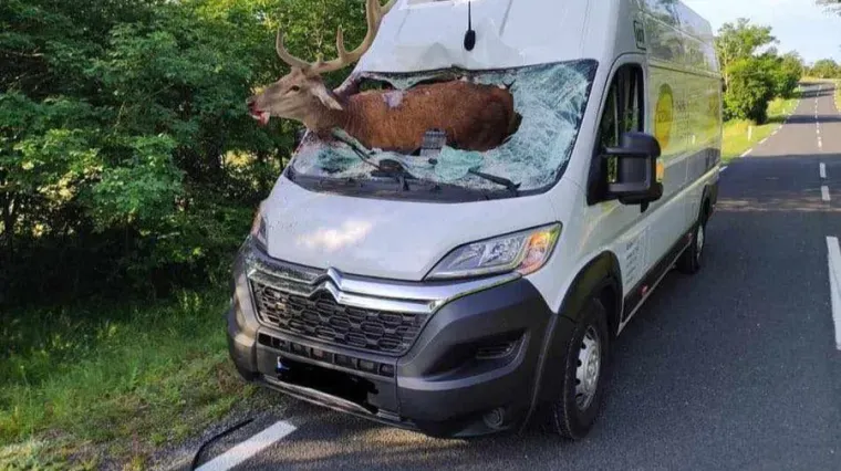 Prizor iz noćne more na hrvatskoj cesti: Srndać uletio kroz šajbu i 'sjeo' kraj vozača