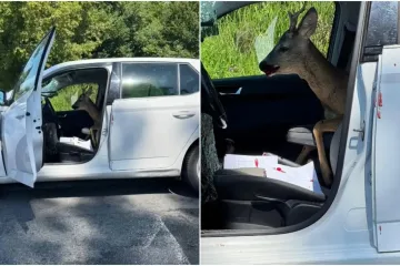 Sezona je parenja, otvorite oči na cestama! Naleti na divljač sve češća, svemu kumuje 'ljubav'