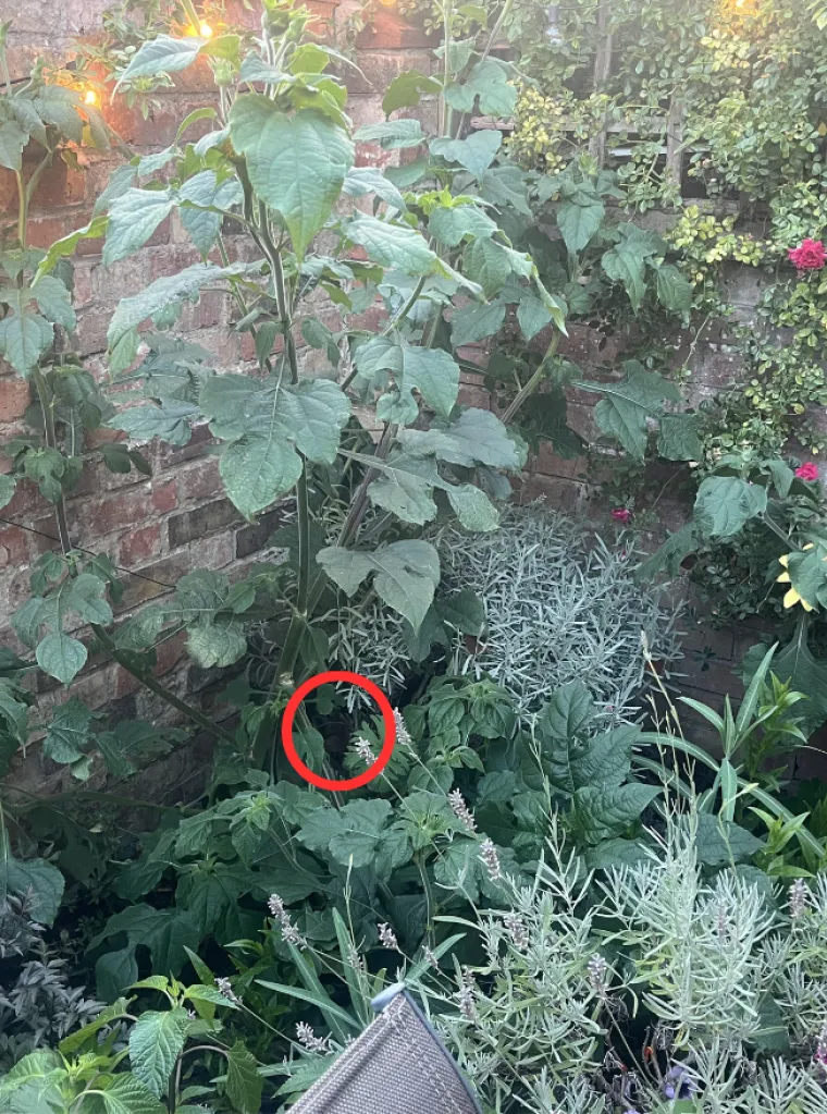 Mnogi ni s povećalom nisu mogli ovdje vidjeti lisicu: Ako vi uspijete, imate oči sokolove