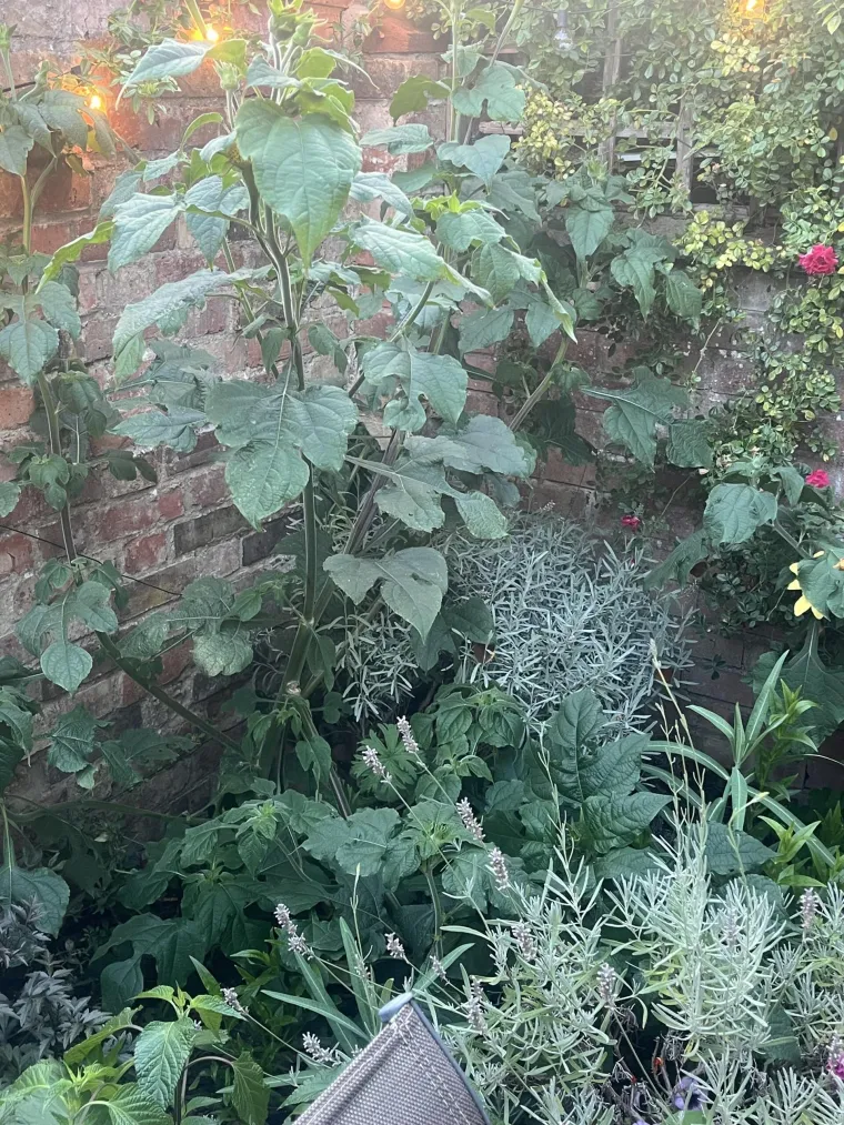 Mnogi ni s povećalom nisu mogli ovdje vidjeti lisicu: Ako vi uspijete, imate oči sokolove