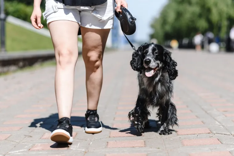 Veterinari upozorili vlasnike: Pazite na ovih sedam simptoma kod kućnih ljubimaca, opasni su