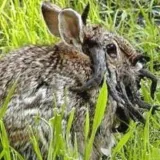 'Demonski zombi zečevi' s crnim rogovima uznemirili ljude: 'Ovo je nova noćna mora'