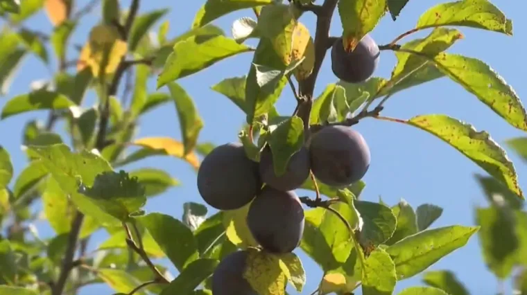 Suša prijeti rujanskoj berbi: Voćari s nadom gledaju u nebo i čekaju kišu