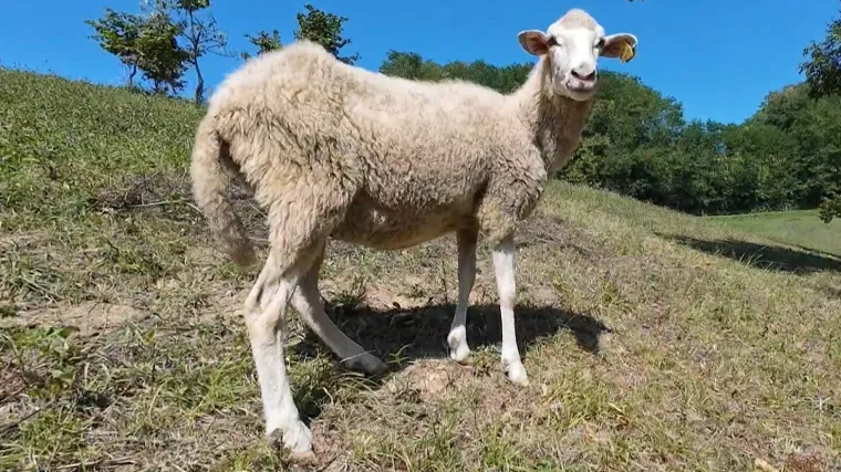 Slatki mali razigrani janjci nisu ni svjesni što ih danas čeka: Većina će ih završiti na ražnju
