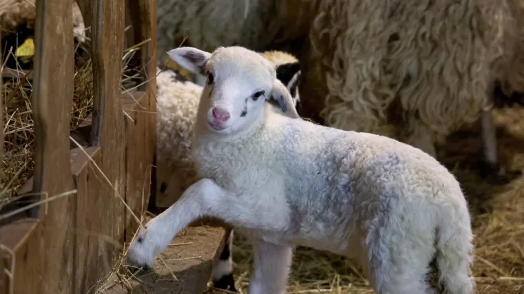 Zagora se bori s bedrenicom, u Istri veliki gubici zbog bolesti plavog jezika