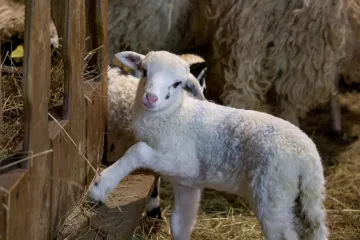 Zagora se bori s bedrenicom, u Istri veliki gubici zbog bolesti plavog jezika