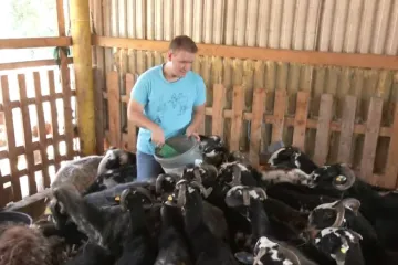 Životinje mu leže, šepaju i slina im curi: Stočar Ivan iz Karojbe bori se s bolesti plavog jezika