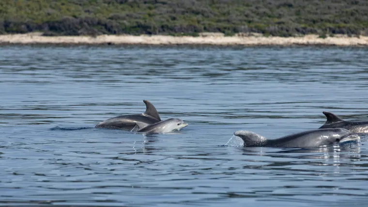 Stručnjaci objasnili ponašanje dupina na viralnom videu koji je obišao svijet: 'Nije samo igra'