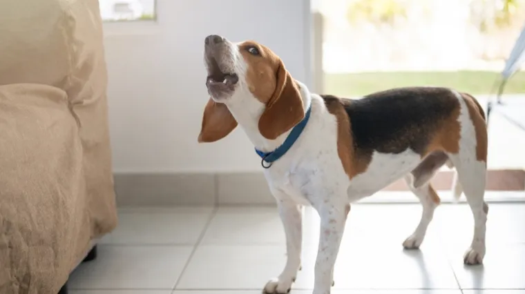 Znate li kako spriječiti ljubimca da laje na druge pse? 'Postoji jednostavan način'