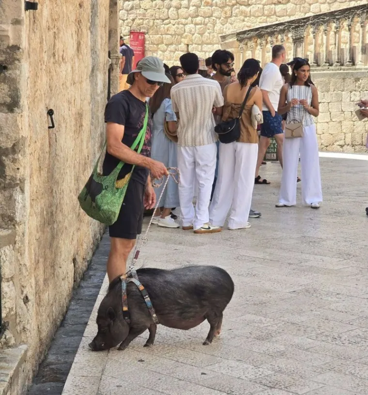 Pa ovo je hit! Ček, koga on to šeta na povodcu? Stradun stao u šoku, odmah svi izvadili mobitele
