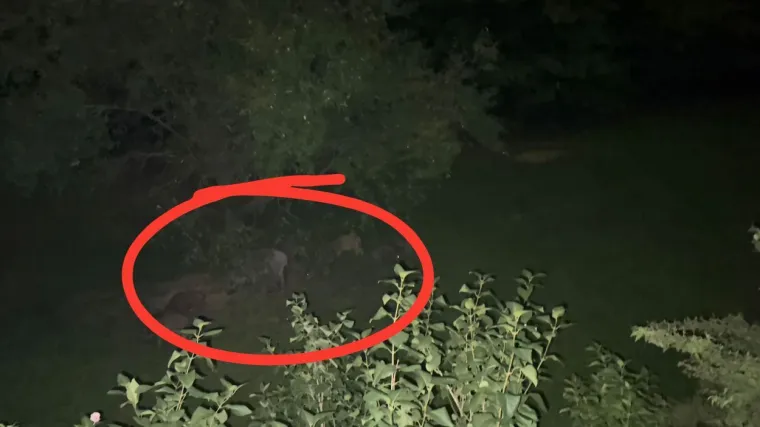 Prizori koje nismo htjeli vidjeti stigli i kod nas: 'Kad sam upalio svjetiljku odmah su pobjegle'