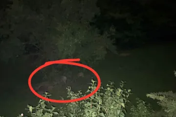 Prizori koje nismo htjeli vidjeti stigli i kod nas: 'Kad sam upalio svjetiljku odmah su pobjegle'